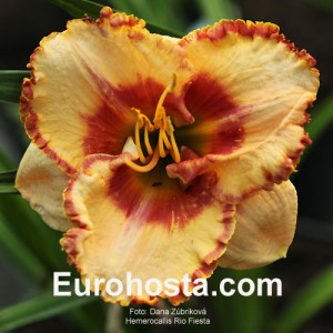 Hemerocallis Rio Fiesta - Eurohosta