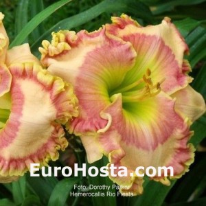 Hemerocallis Rio Fiesta - Eurohosta