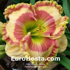 Hemerocallis Rio Fiesta - Eurohosta