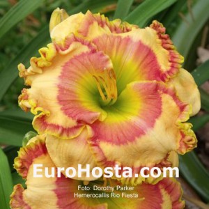 Hemerocallis Rio Fiesta - Eurohosta