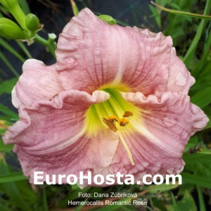 Hemerocallis Romantic Rose - Eurohosta