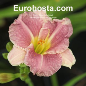 Hemerocallis Romantic Rose - Eurohosta