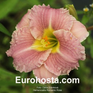 Hemerocallis Romantic Rose - Eurohosta