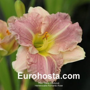 Hemerocallis Romantic Rose - Eurohosta