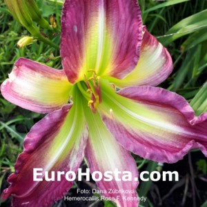 Hemerocallis Rose F. Kennedy