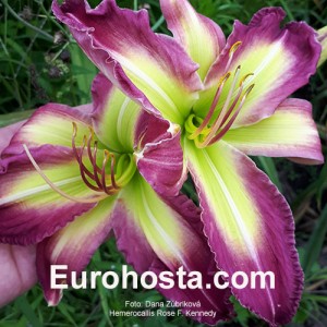 Hemerocallis Rose F. Kennedy