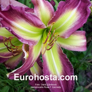 Hemerocallis Rose F. Kennedy