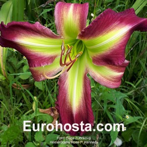 Hemerocallis Rose F. Kennedy