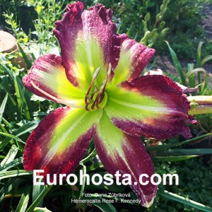 Hemerocallis Rose F. Kennedy