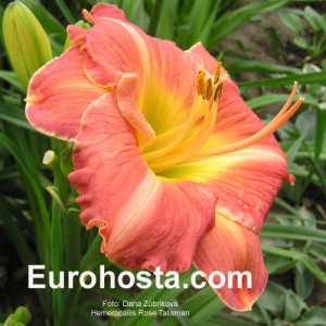 Hemerocallis Rose Talisman - Eurohosta