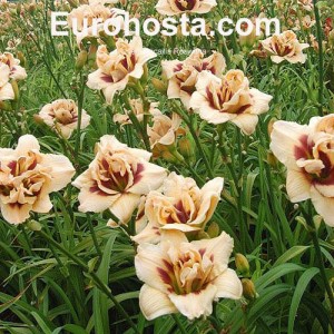 Hemerocallis Roswitha - Eurohosta