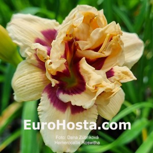 Hemerocallis Roswitha - Eurohosta