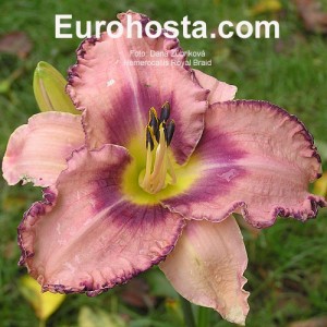 Hemerocallis Royal Braid - Eurohosta