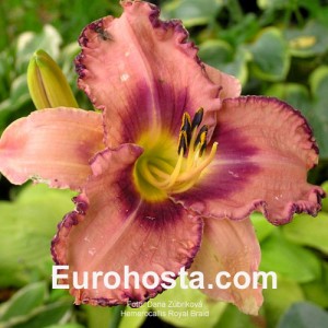 Hemerocallis Royal Braid - Eurohosta