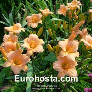 Hemerocallis Ruffled Apricot - Eurohosta