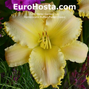 Hemerocallis Ruffled Pastel Cheers