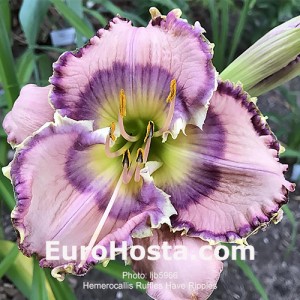 Hemerocallis Ruffles Have Ripples