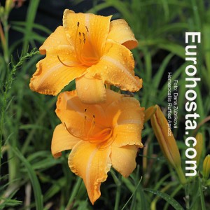 Hemerocallis Ruffled Apricot - Eurohosta