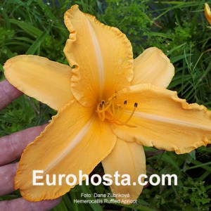 Hemerocallis Ruffled Apricot - Eurohosta