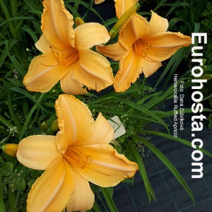 Hemerocallis Ruffled Apricot - Eurohosta