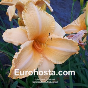 Hemerocallis Ruffled Apricot - Eurohosta