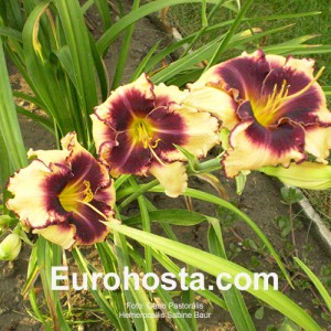 Hemerocallis Sabine Baur