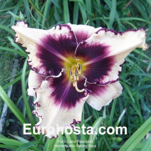 Hemerocallis Sabine Baur