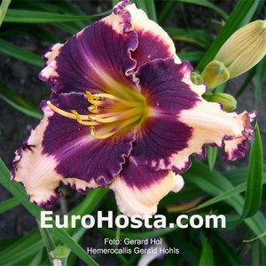 Hemerocallis Sabine Baur