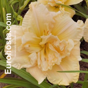 Hemerocallis Schnickel Fritz