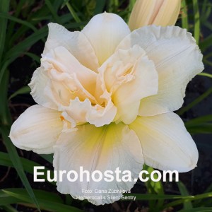 Hemerocallis Schnickel Fritz