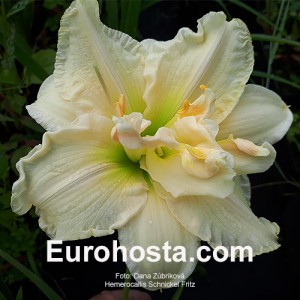 Hemerocallis Schnickel Fritz