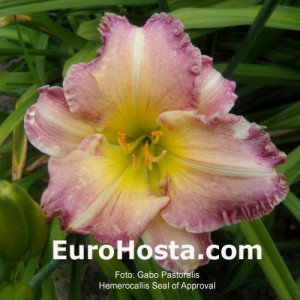 Hemerocallis Seal of Approval