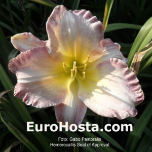 Hemerocallis Seal of Approval