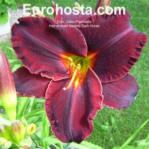 Hemerocallis Serena Dark Horse