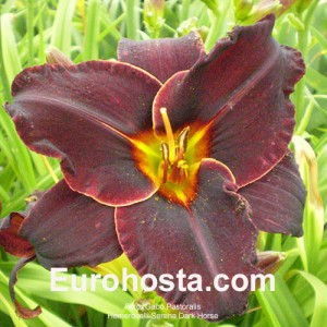 Hemerocallis Serena Dark Horse