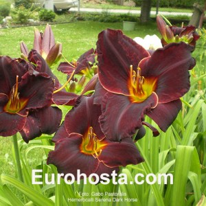 Hemerocallis Serena Dark Horse