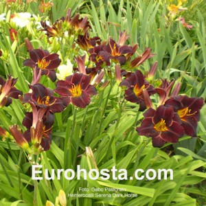 Hemerocallis Serena Dark Horse