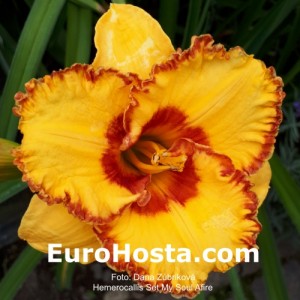 Hemerocallis Set My Soul Afire - Eurohosta