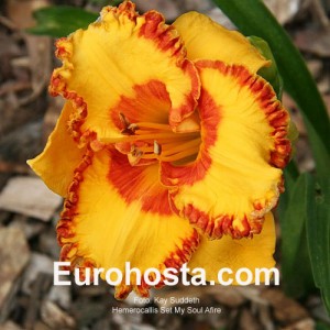 Hemerocallis Set My Soul Afire - Eurohosta