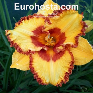 Hemerocallis Set My Soul Afire - Eurohosta