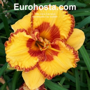 Hemerocallis Set My Soul Afire - Eurohosta