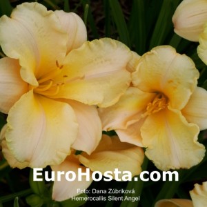 Hemerocallis Silent Angel - Eurohosta