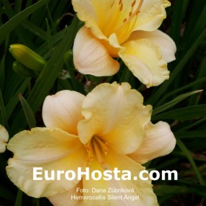 Hemerocallis Silent Angel - Eurohosta