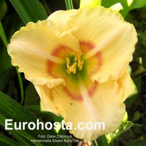 Hemerocallis Siloam Baby Talk - Eurohosta