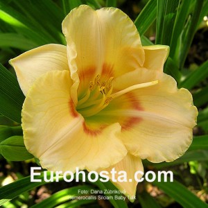 Hemerocallis Siloam Baby Talk - Eurohosta