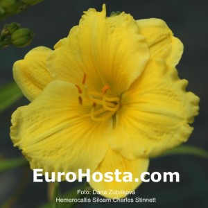 Hemerocallis Siloam Charles Stinnett - Eurohosta