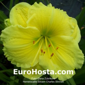 Hemerocallis Siloam Charles Stinnett - Eurohosta