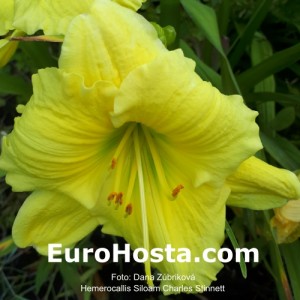 Hemerocallis Siloam Charles Stinnett - Eurohosta