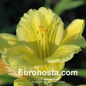 Hemerocallis Siloam Charles Stinnett - Eurohosta