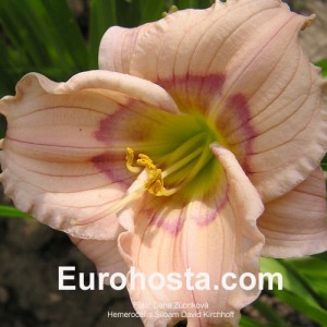 Hemerocallis Siloam David Kirchhoff - Eurohosta